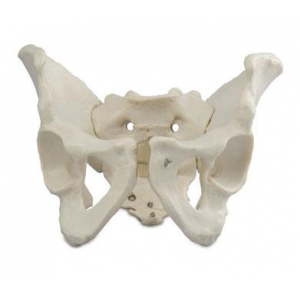 Male Skeletal Pelvis